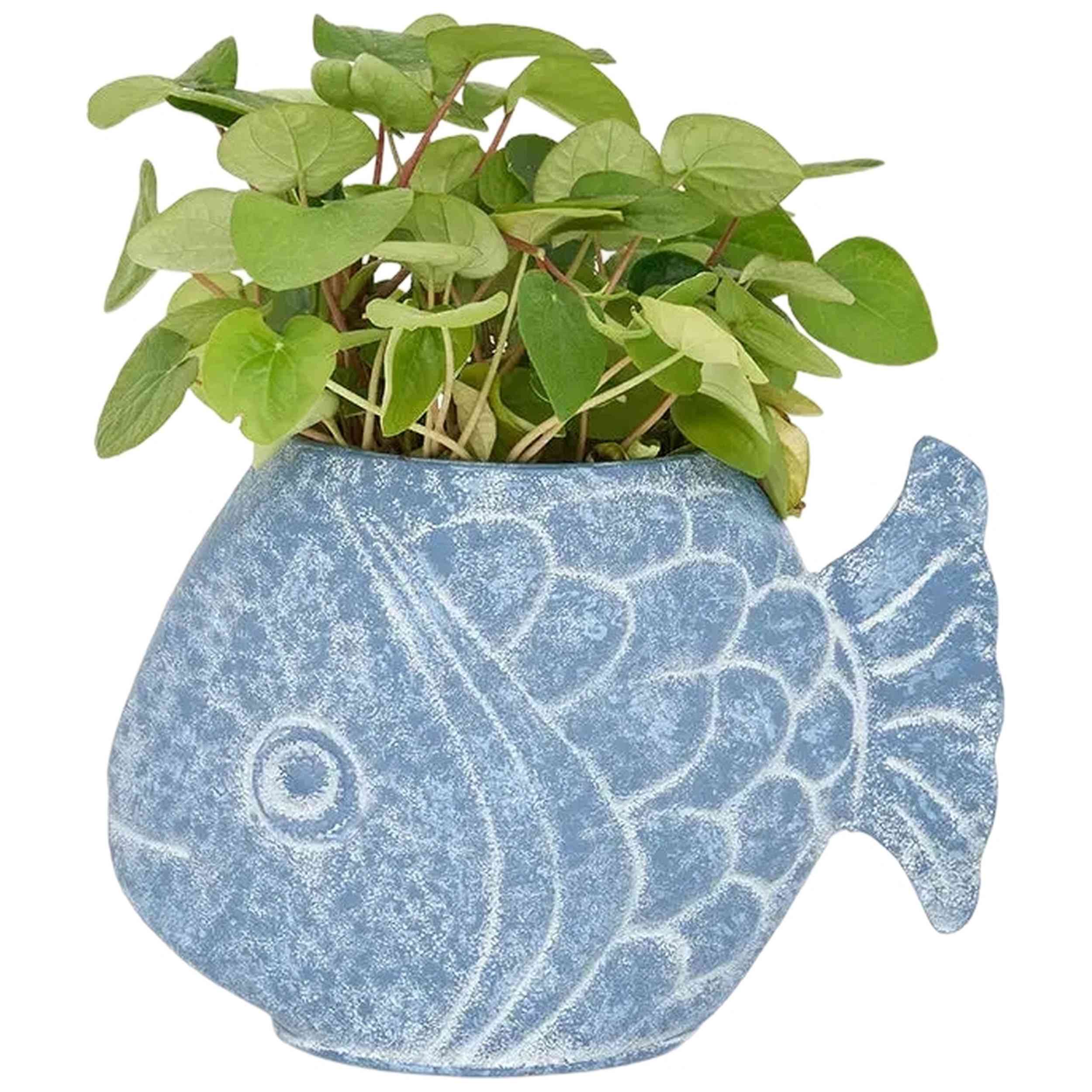 Imagen del producto con referencia D1172